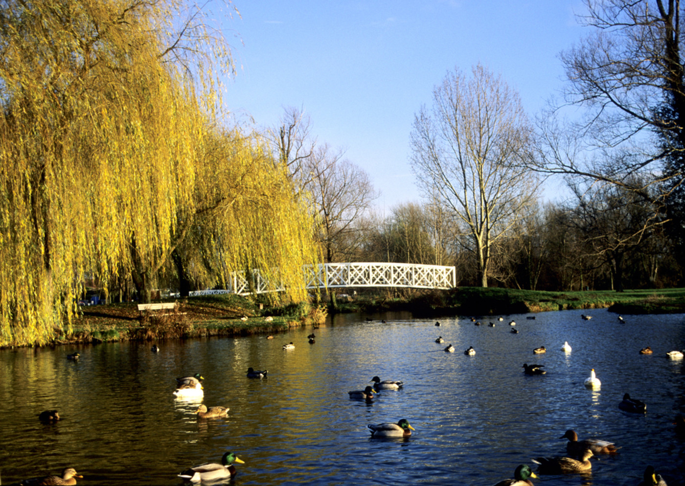 St Neots Riverbank 2